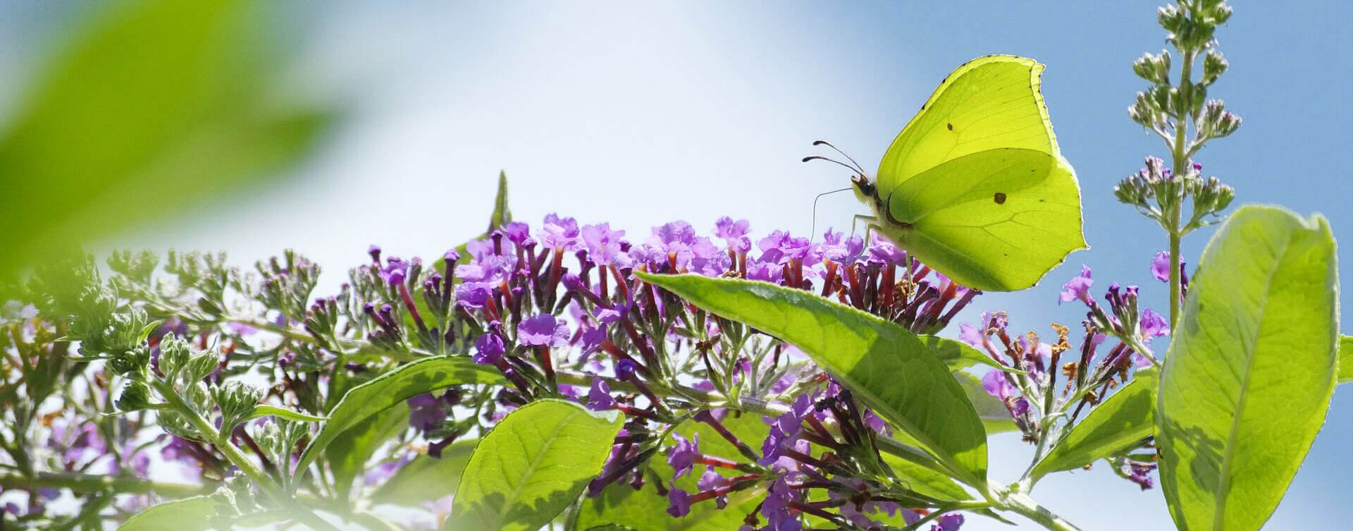 bright green butterfly on a purple lilac blossom with a sunny sky in the background